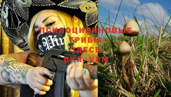 PSILOCYBIN Новокубанск